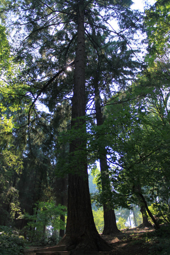 Portland Japanese Garden Jardin Japonais